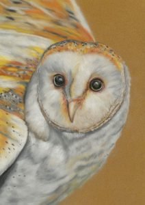 Barb Ralph - Barn Owl